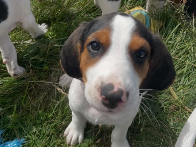 Halden Hound (Haldenstøver)