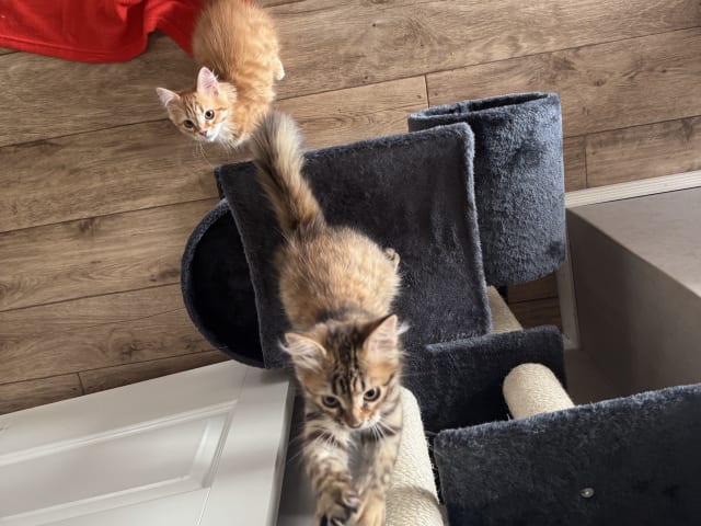 Sibirisk katt · Årsunda · William A.