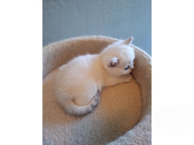 British Shorthair · Älmhult · SE*Emilslunds