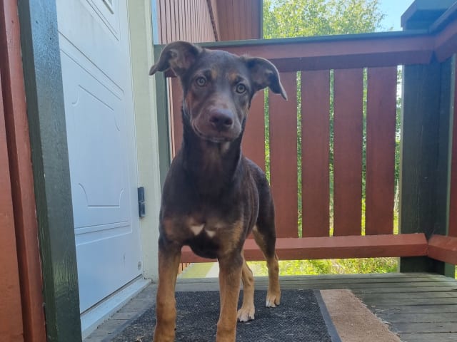 Xoloitzcuintle