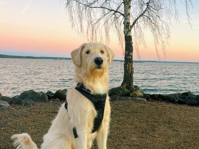 Labradoodle