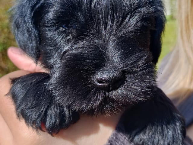 Dvärgschnauzer