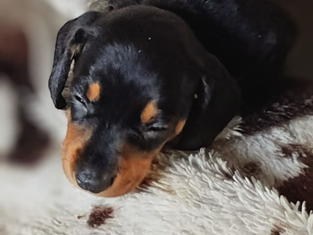Dachshund · Forserum · Karin A.