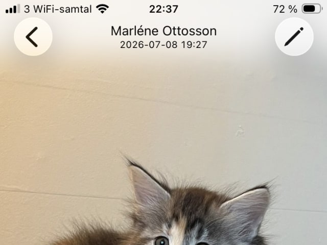 Norwegian Forest · Åkersberga · SE*Danzarin Cats
