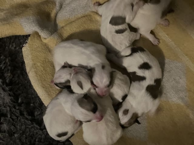 Norrbottenspets