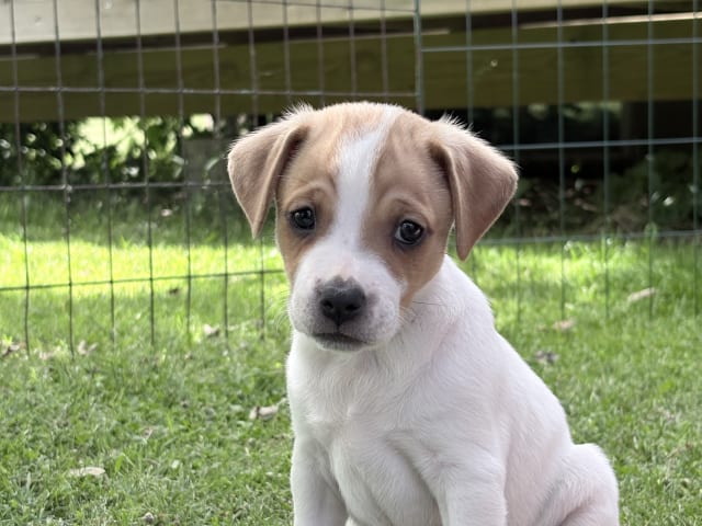 Danish Swedish Farmdog