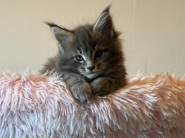 Maine Coon