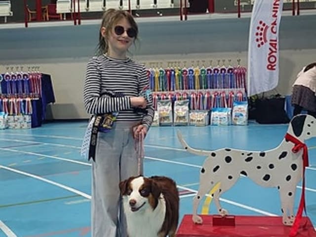Miniature American Shepherd · Åsnes Finnskog · Lill Bredvold