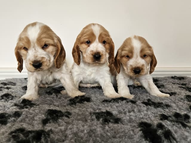 Cocker Spaniel · Enhörna · Norris Dream Cocker