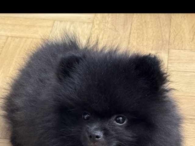 Pomeranian · Malmö · Noor M.