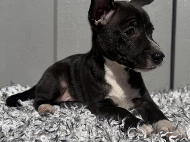 Xoloitzcuintle