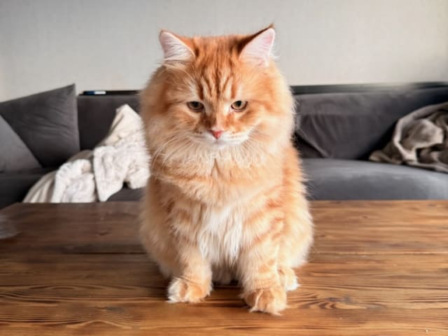 Sibirisk katt · Årsunda · William A.
