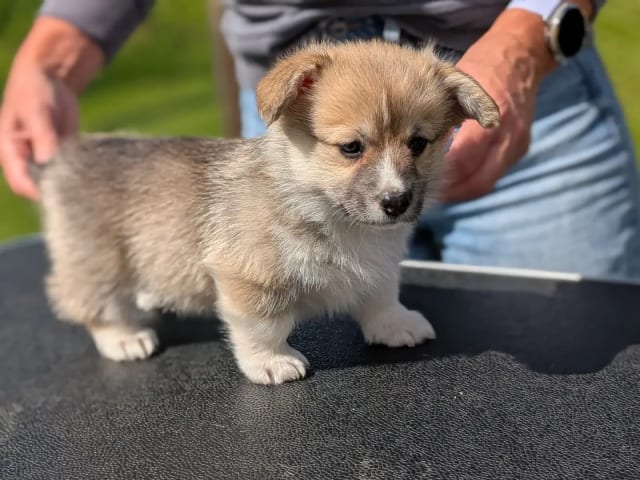 Welsh Corgi Pembroke · Braskereidfoss · Striolin