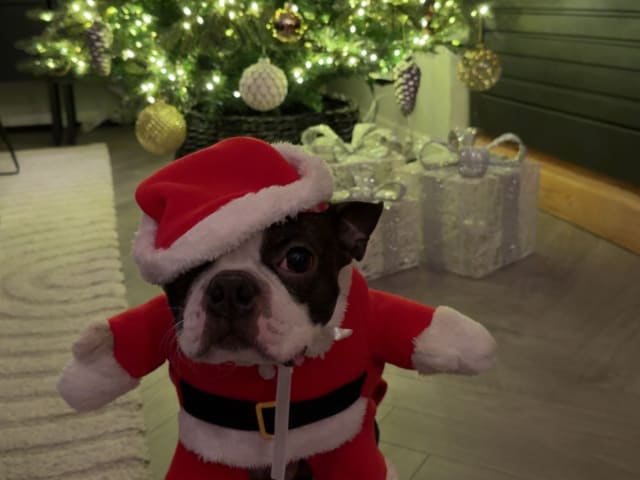 Bostonterrier