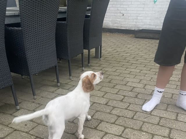 English Setter · Bramming · Dreamzikas