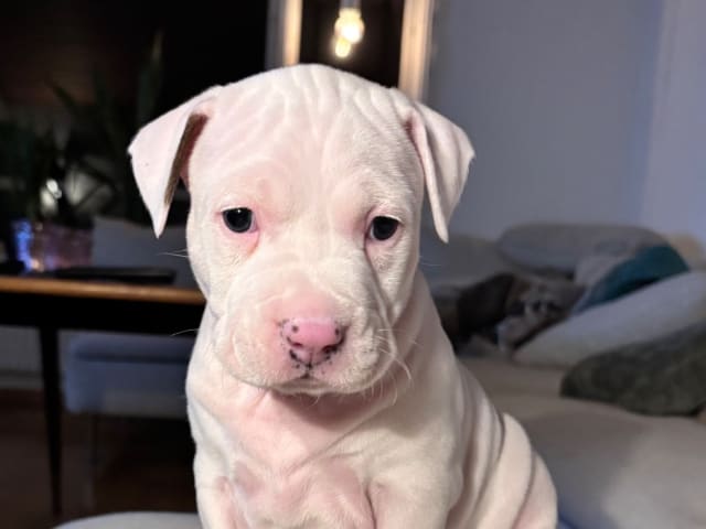 American Staffordshire Terrier · Köping · Hannah Östensson Lindqvist