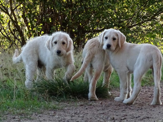 Labradoodle · överkalix · Humlehjarta