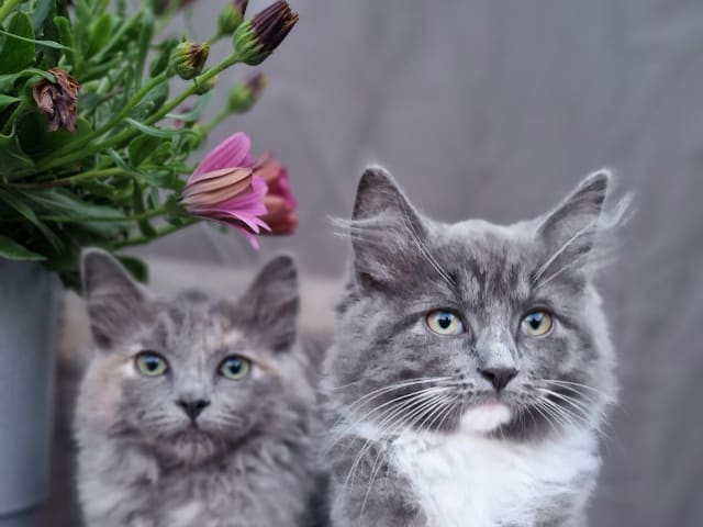 Blandras · Umeå · Annas katter