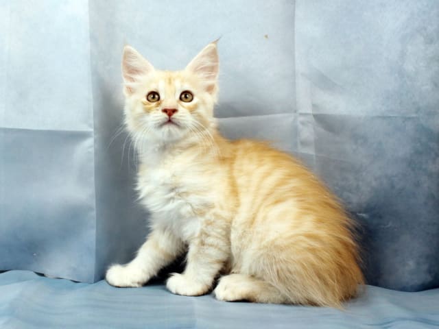 Maine Coon