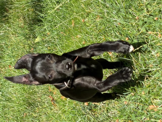 Xoloitzcuintle