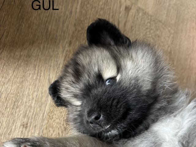 Keeshond