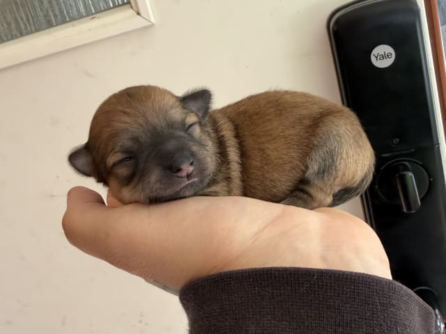 Chihuahua