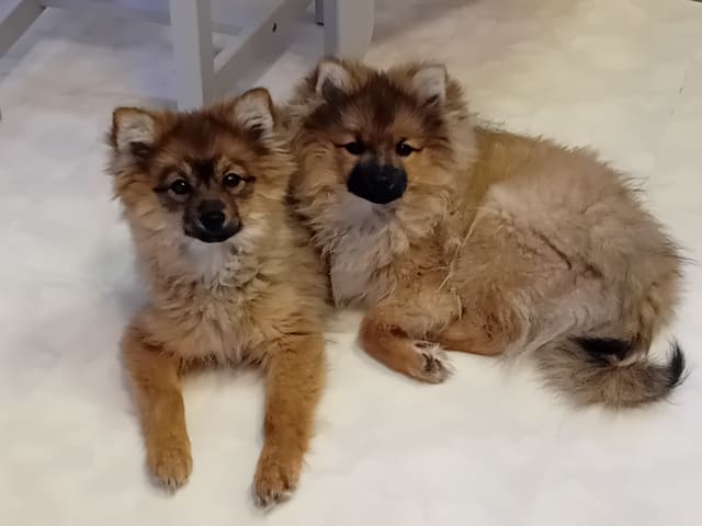 German Spitz – Mittelspitz
