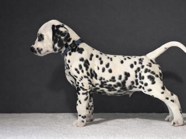 Dalmatian