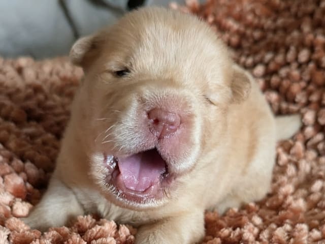 Shar Pei