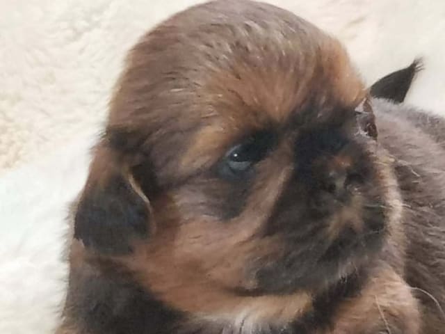 Shih tzu · Stillingsön · Shou-Lao's