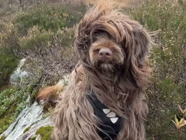 Portugisisk vattenhund