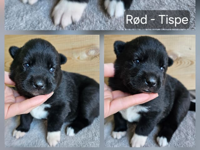 Siberian Husky/Alaska Husky · Kolbu · Bjerkehagen Husky