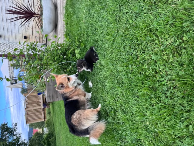 Welsh Corgi Pembroke · Ballangen · Stokkenes