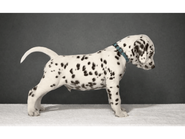 Dalmatian