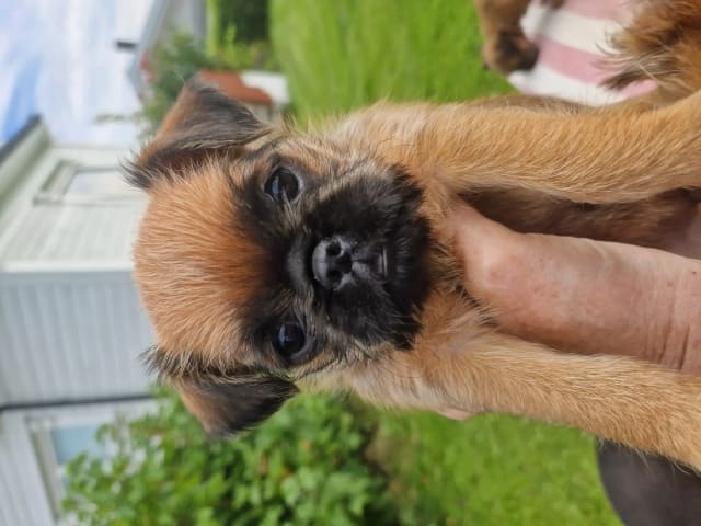 Griffon bruxellois
