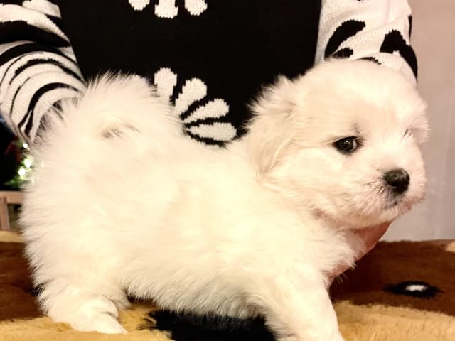 Coton de Tulear
