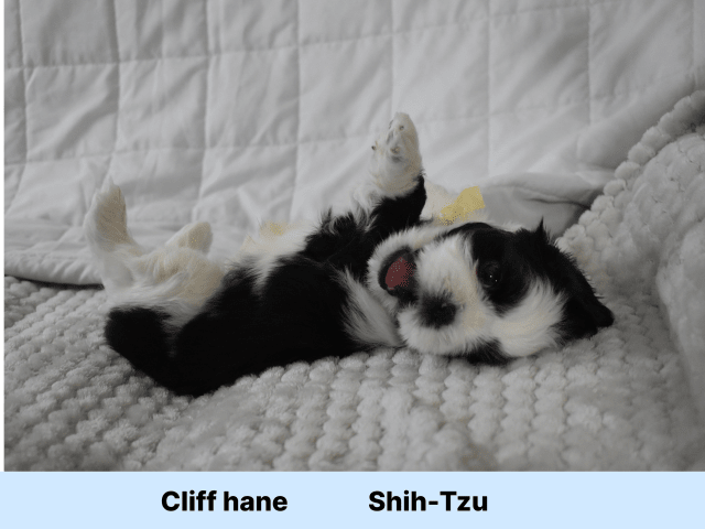 Shih Tzu