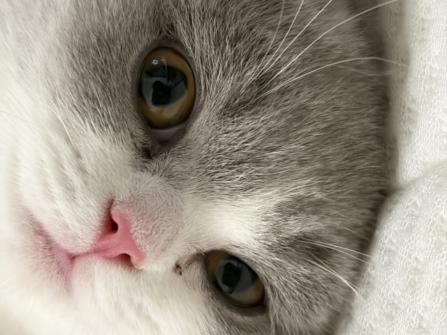 British Shorthair · Hässelby · Miranda M.