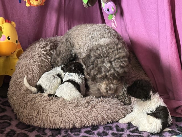 Lagotto Romagnolo