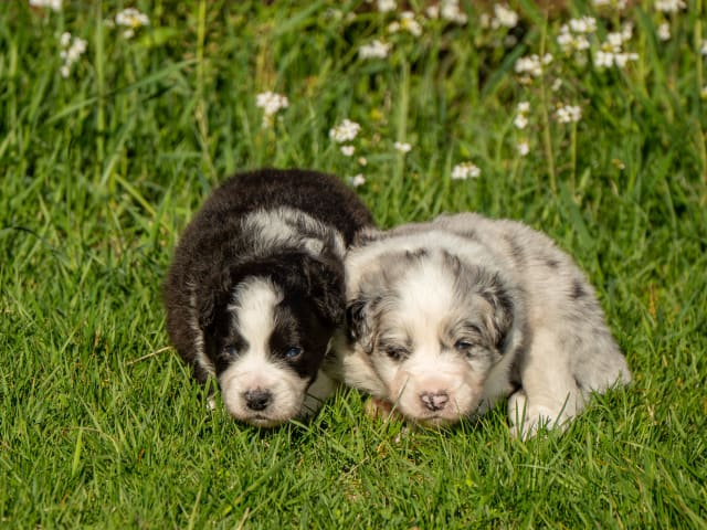 Australian Shepherd