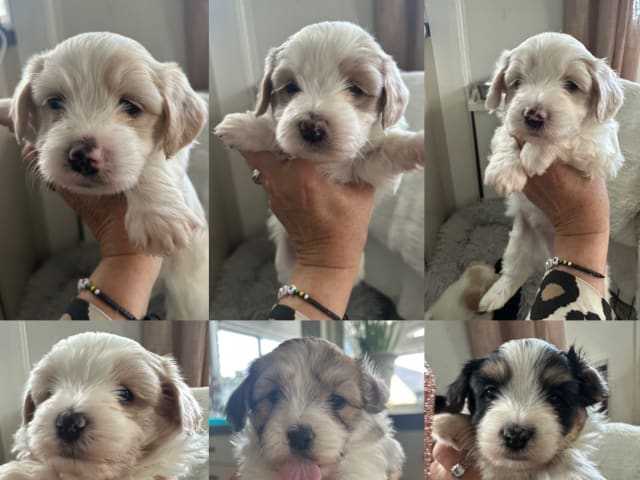 Havanese