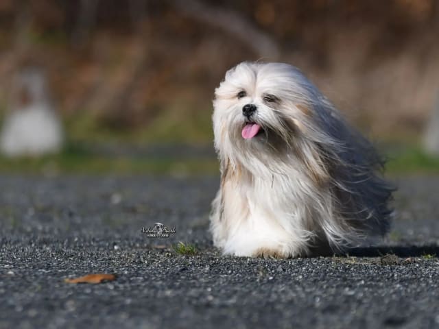 Lhasa apso