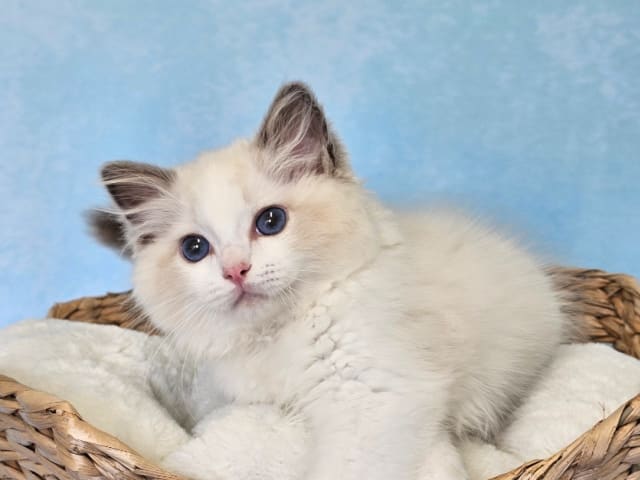 Ragdoll · Asmundtorp · SE*Cats of Kruger