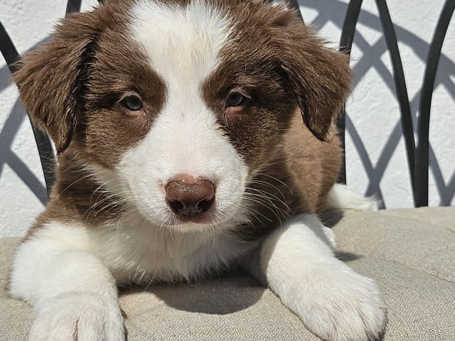 Border Collie