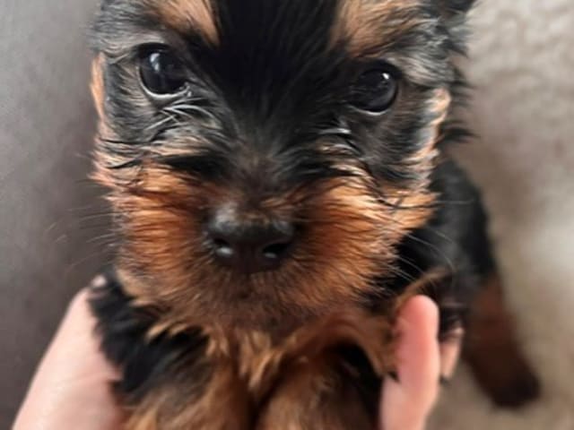 Silky terrier