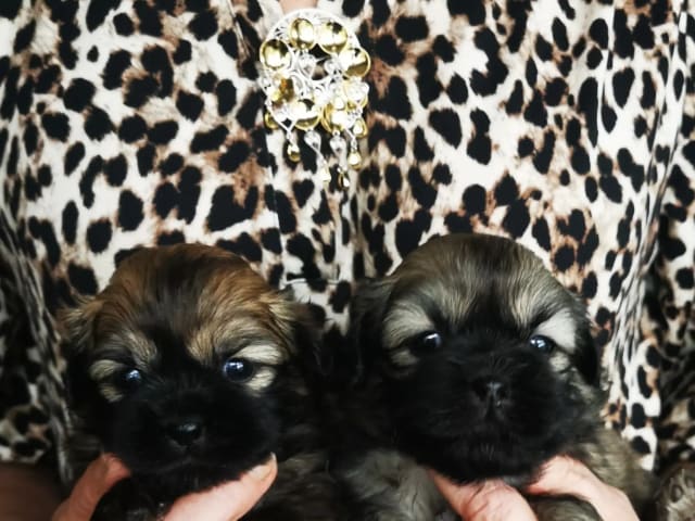 Tibetan Spaniel · Tromsdalen · Ishavskysten