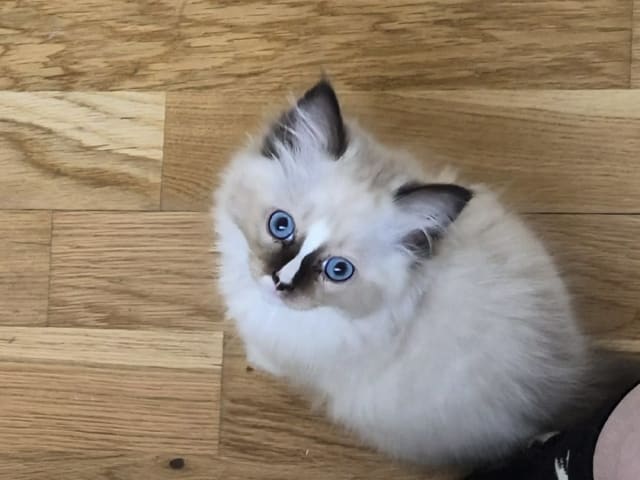 Ragdoll · Vällingby · Stardust