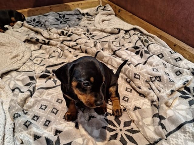 Dachshund · Helle · Rune Rasmussen