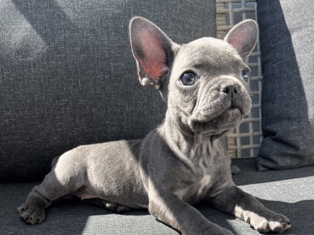 Fransk bulldogg · Norrköping · Emiras frallor