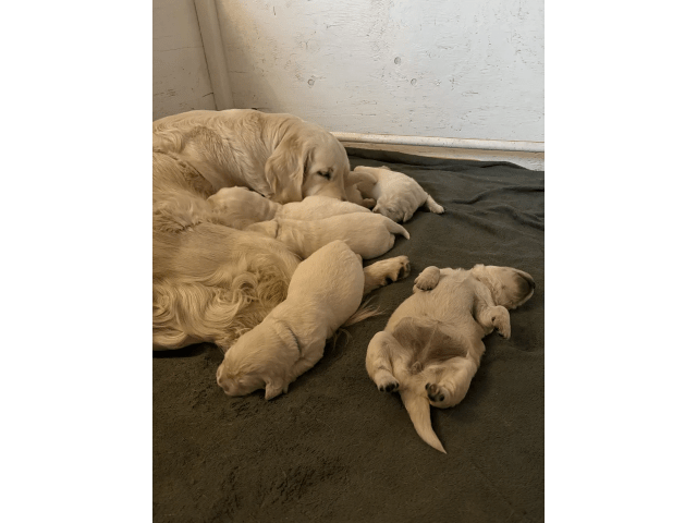 Golden Retriever